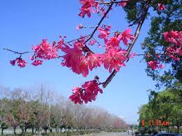 Search for text in url. çŸ³é–€æ°´åº«å¤§å£©æ—åœè»Šå ´ä¹‹æ«»èŠ± Mapio Net