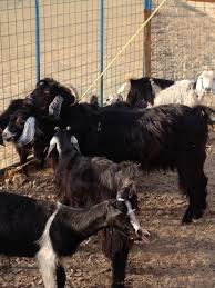 أبو علي للمواشي جدة Abuali36332866 Twitter