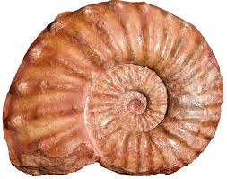 Image result for Pycreus mortonii