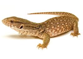 We did not find results for: Monitor And Tegu Care Sheet Petco