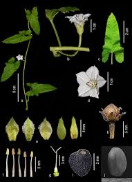 Image result for Convolvulus farinosus