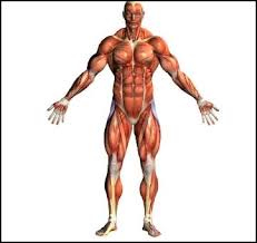 Finally, achilles tendon, as its name indicates, is not a muscle: The Human Muscular System In Athletic Performance