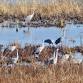 Annual Sandhill Crane Count for Baker Sanctuary event image