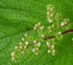 Image result for Laportea alatipes