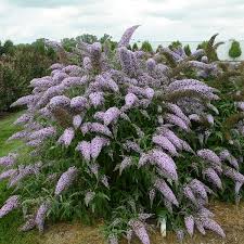 Image result for buddleia davidii