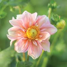 As you get used to the new order system you may forget your. Flower Farming Passiflora Farm Specializes In Flowers From Seed To Centerpiece Powell Tribune