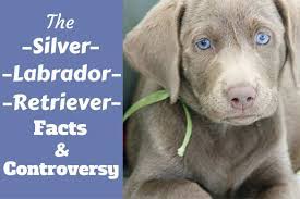 We did not find results for: Silver Labrador Retriever Facts About Silver Labs You Need To Know Today