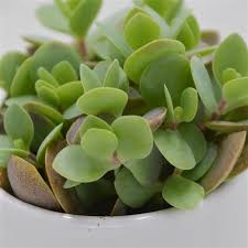 Image result for Kalanchoe rotundifolia