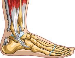 Maybe you would like to learn more about one of these? Achilles Tendon Rupture Treatment Johns Hopkins Department Of Orthopaedic Surgery