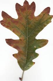 Image result for white oak leaf