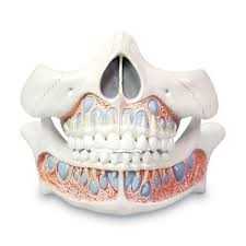 Dental Skull Model Dental Skull 800 686 5232 Childs Skull Skull Skull Model