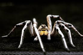 wolfspider kurtorumcegi animals insects spider