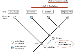 Lab Ii Phylogenetics 2