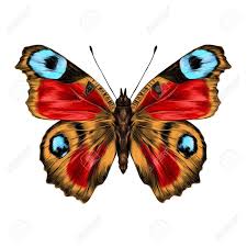 Butterfly With Open Wings Top View The Symmetrical Drawing Beautiful Butterfly Photography Butterfly Images Butterfly Painting