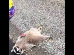Dead Raccoon Has Get Well Balloon Tied To Wrist Briiannarena Instag Get Well Balloons Get Well Funny Bones Funny