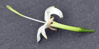 Image result for Pavetta uniflora