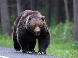 But can we make room for them? Photographer Bears Witnesses To Battle Of Banff S Two Biggest Grizzlies Calgary Herald