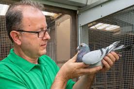 So gehen Brieftaubenzüchter ihrem Hobby in Corona-Zeiten nach