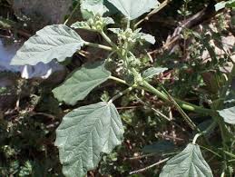 Image result for Chrozophora plicata