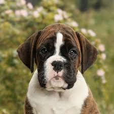 Keep your puppy on a consistent daily feeding schedule and remove food between meals. Dog Boxer Puppy 8 Weeks Old Photo Wp38032
