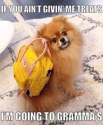 15 Memes To Remind You That Pomeranians Are Absolutely The Best Funny Dog Quotes Funnydogquotes Funnydog Dog Cute Puppies Pomeranian Puppy Cute Pomeranian