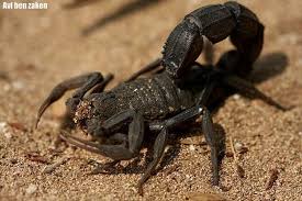 Image result for Scorodophloeus