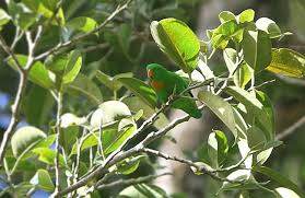 Sebut saja serindit jawa, serindit flores, serindit sulawesi (paruh merah / pygmy hanging parrot) dan serindit papua. Serindit Jawa Dan Seorang Pemburu Info Pendidikan Dan Biologi