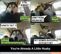 Image result for funny husky puns