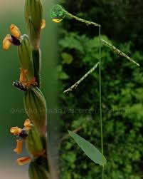 Image result for Micrococca mercurialis