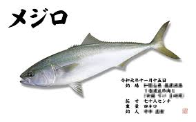 メジロ 魚
