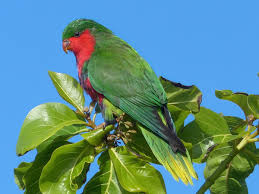 Image result for Psydrax subcordata