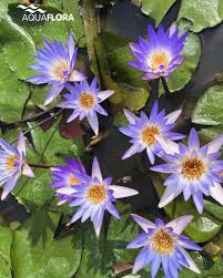 Image result for Nymphaea maculata