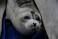 Image of Are Caspian Seal endangered?