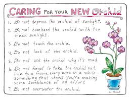 Use a water soluble fertilizer. Caring For Your New Orchid Drawing By Olivia De Recat