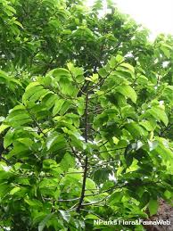 Image result for Antiaris