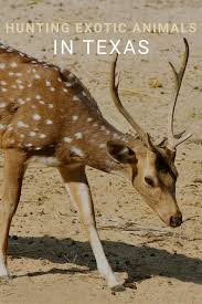Pin On Exotic Animals