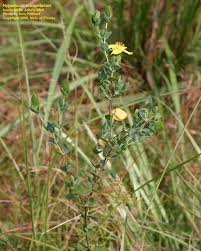 Image result for Hypericum lalandii