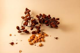 Image result for Dialium schlechteri