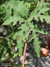 Image result for Dicoma arenaria