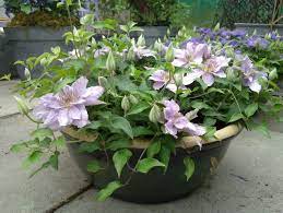 From the pictures you can see that this brand new clematis ' filigree ' grows in a mound/trails and can be used to fill in borders or grown in hanging baskets can make a nice show all year round ! Clematis Filigree Taylors Clematis