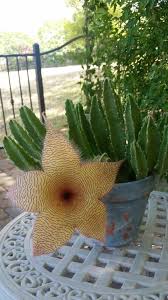 Starfish Stapelia Bloom Tuin