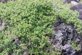 福星花園 水芫花 plants herbs blog posts