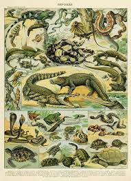 Reptiles Poster Art Reptile Chart Print Educational Diagram Etsy Animal Posters Scientific Illustration Art