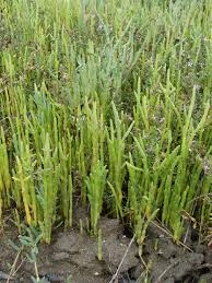 Image result for Salicornia perrieri