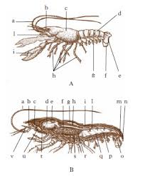 Vintage illustration of crustaceans, seashells and cephalopods over white background with names. Crostacei Nell Enciclopedia Treccani
