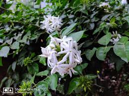 Image result for Jasminum multiflorum