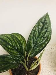 Monstera Peru Karstenianum Rare Unusual Aroid Etsy Rare Plants Plant Leaves Philodendron