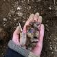 Be a Rockhound: Dig for Crystals and Bones