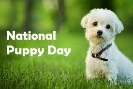 Puppy day, otherwise called national puppy day in the u.s., celebrates the unequivocal love and affection pups bring to our lives celebrated every year on march 23rd. National Puppy Day 2021 History Quotes Jokes Ways To Celebrate