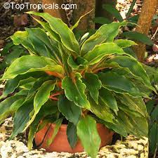 Pin On Fashin Plants
